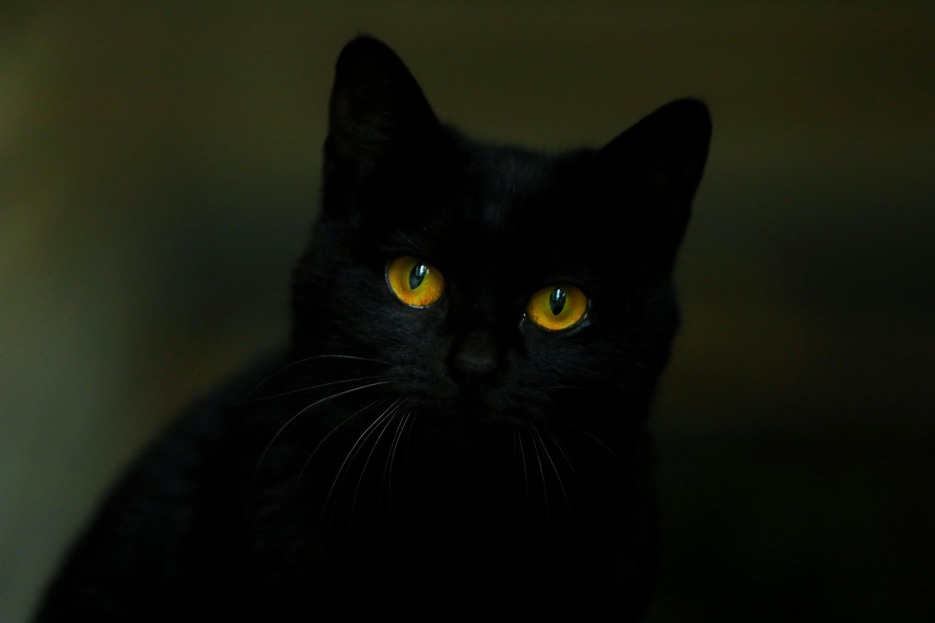 black cat